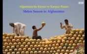 Afganistan’da Kavun ve Karpuz Pazarı | Afg’onistondagi qovun va tarvuz bozori